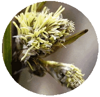 Eriophorum Angustifolium