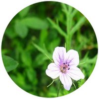 Erodium Stephanianum