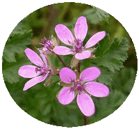 Erodium Cicutarium