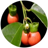 Erythropalum Scandens