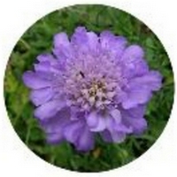 Scabiosa Columbaria