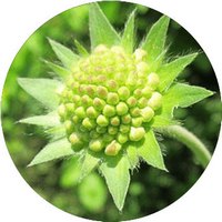 Scabiosa Arvensis