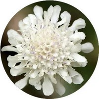  Escabiosa - Scabiosa