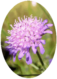 Scabiosa Arvensis
