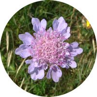 Scabiosa Columbaria