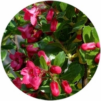 Escallonia Rubra var. Macrantha