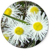 Mesembryanthemum Crystallinum