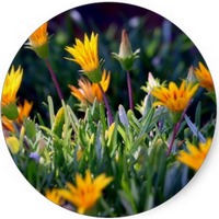 Mesembryanthemum Crystallinum