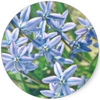 Scilla Bifolia