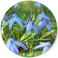 Scilla Bifolia