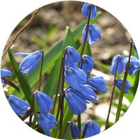 Scilla Siberica