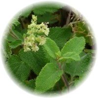 Escordio Bastardo - Teucrium Scorodonia