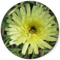 Scorzonera Hispanica