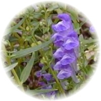 Scutellaria Baicalensis