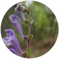 Scutellaria Baicalensis