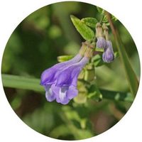 Scutellaria Baicalensis