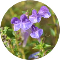 Scutellaria Baicalensis