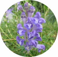 Scutellaria Baicalensis