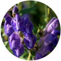 Scutellaria Orthocalyx