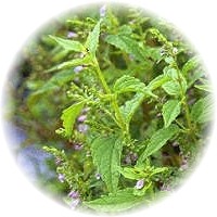 Scutellaria Lateriflora