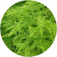 Asparagus Plumosus