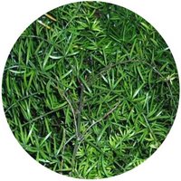 Asparagus Densiflorus