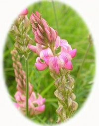 Onobrychis Viciifolia