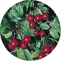 Espino - Crataegus Monogyna