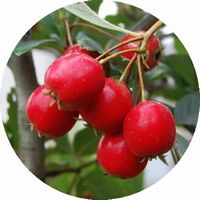 Espino - Crataegus Monogyna