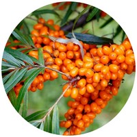 Hippophae Rhamnoides - Sea Buckthorn