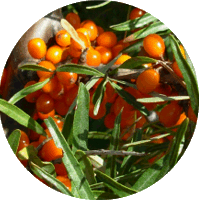 Hippophae Rhamnoides - Sea Buckthorn