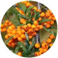 Hippophae Rhamnoides - Sea Buckthorn