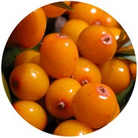 Espino - Sea buckthorn - Bayas