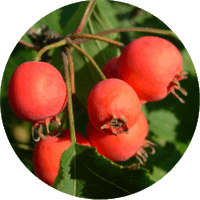 Espino - Crataegus Coccinea