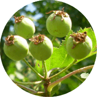 Espino - Crataegus Coccinea