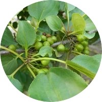 Rhamnus Catharticus