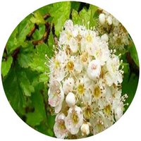 Crataegus Chungtienensis