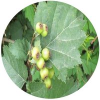 Crataegus Kansuensis