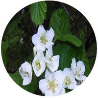 Crataegus Maximowiczii