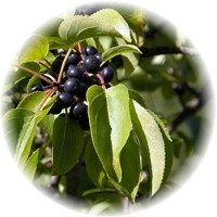 Crataegus Laevigata- Espino Negro