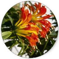 Aeschynanthus Speciosus