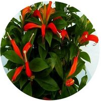 Aeschynanthus Speciosus