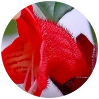 Aeschynanthus Radicans