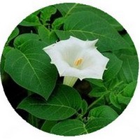 Estramonio - Datura Stramonium