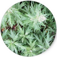 Estramonio - Datura Stramonium