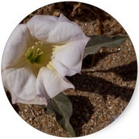 Estramonio - Datura Stramonium