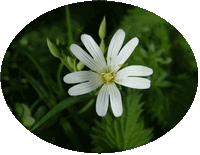 Stellaria Holostea