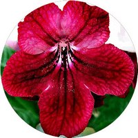 Streptocarpus - Cape Primrose