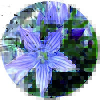 Swertia Perennis - Star Swertia