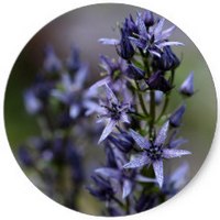 Swertia Perennis - Star Swertia